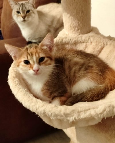 Corellia-adoption-chaton-lorient-morbihan