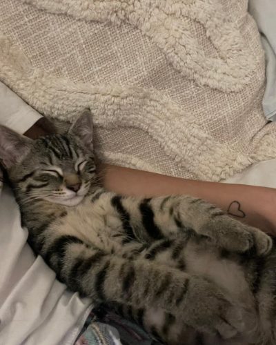 Malibu-adopter-chaton-lorient-association