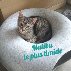 Malibu