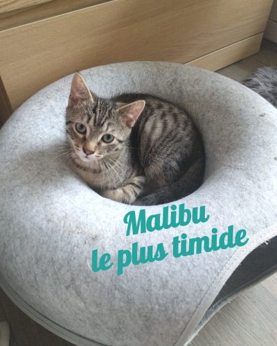 Malibu-adoption-chat-lorient