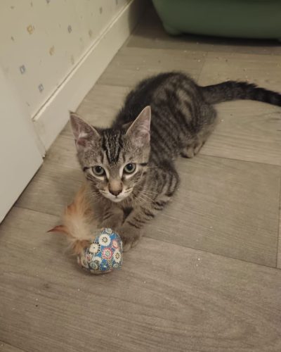 Malibu-adoption-chaton-association