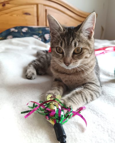 Molly-adoption-chat-junior-lorient-association-morbihan-bretagne