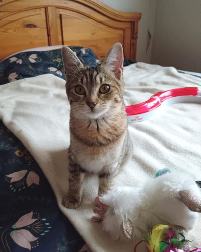 Molly-adoption-chat-junior-lorient-association