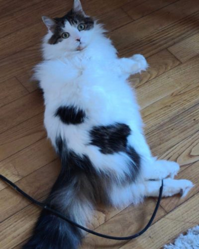 Monsieur-chat-adopter-felin-assocition-lorient