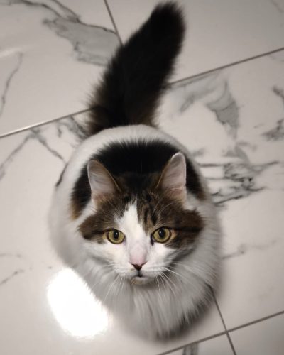 Monsieur-chat-adoption-felin-assocition-lorient-morbihan