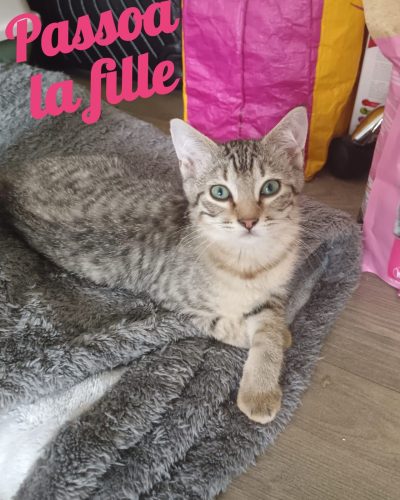 Passoa-adoption-chat-association -lorient