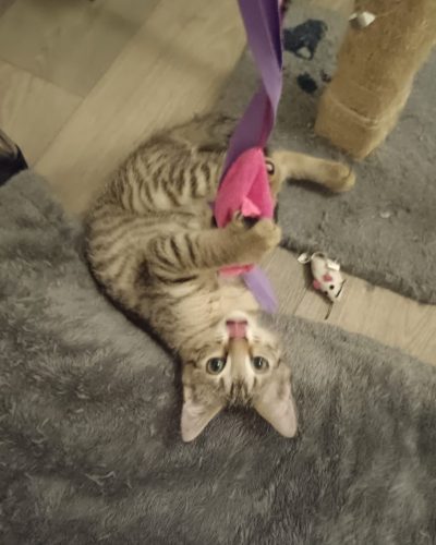 Passoa-adoption-responsable-chaton-lorient