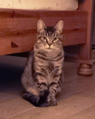 Praline-chat-adulte-adoption