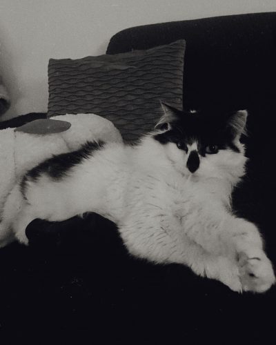 Rouya-adoption-chat-adulte-association-lorient