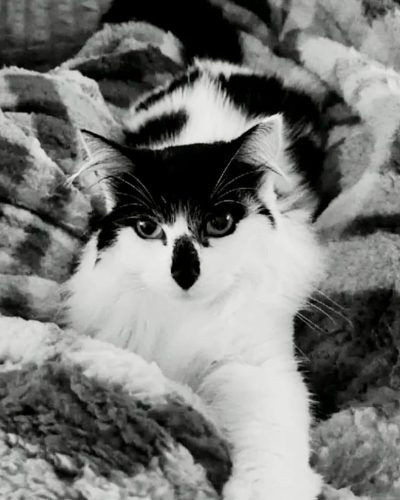 Rouya-chat-adoption-association-lorient