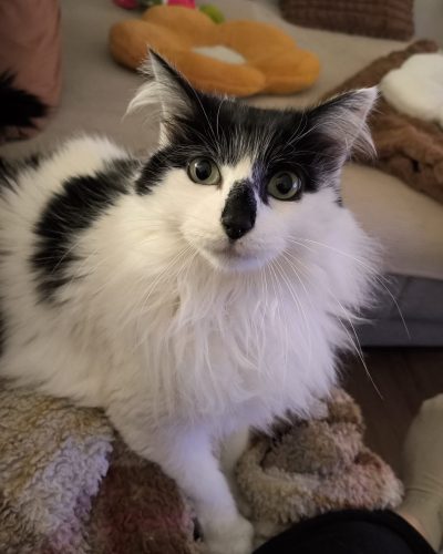 Rouya-chat-adoption-responsable-lorient