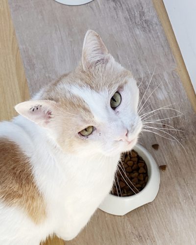 Sawyer-adoption-un-chat-adulte-a-lorient