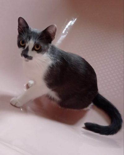 Schtroumpfette-adoption-chat-adulte-lorient