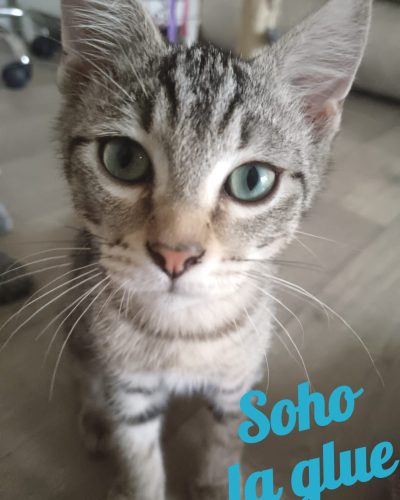 Soho-adoption-responsable-lorient-morbihan