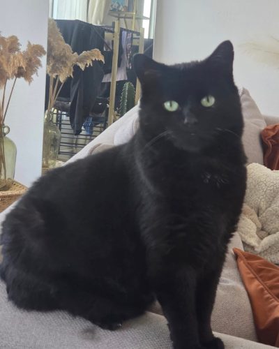 Zach-adoption-chat-association-lorient-morbihan