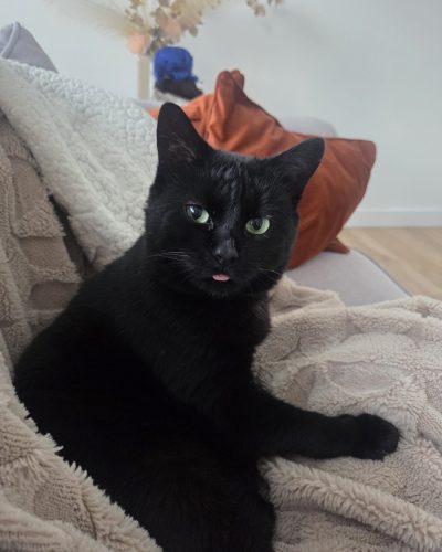 Zach-adoption-chat-association-lorient