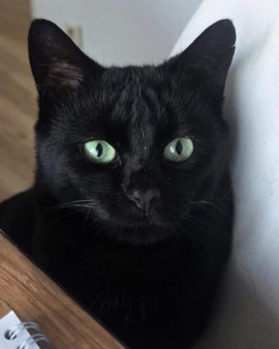 Zach-adoption-responsable-chat-lorient