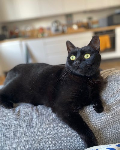 adopter-chat-association-lorient