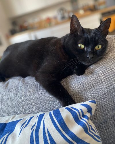 adoption-chat-noir-lorient