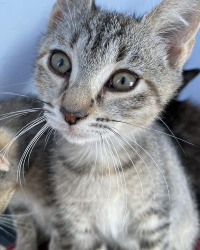 adoption-double-chatons-lorient-association-histoire-de-chats