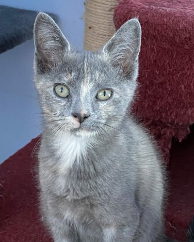 adoption-double-chatons-lorient