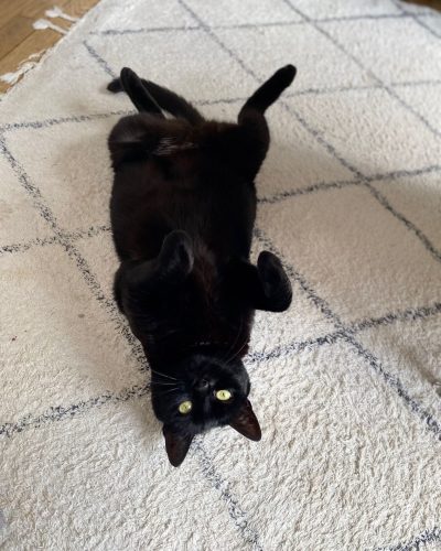 adoption-responsable-chat-adulte-morbihan