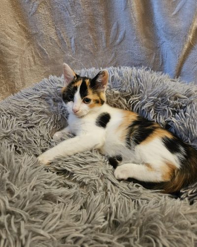 patti-adoption-chaton-association-lorient-morbihan