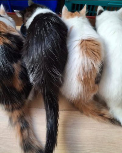 portes-chaton-adoption-lorient