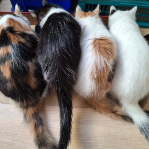 portes-chaton-adoption-lorient