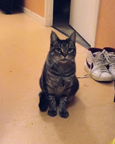 praline-adoption-chat-lorient