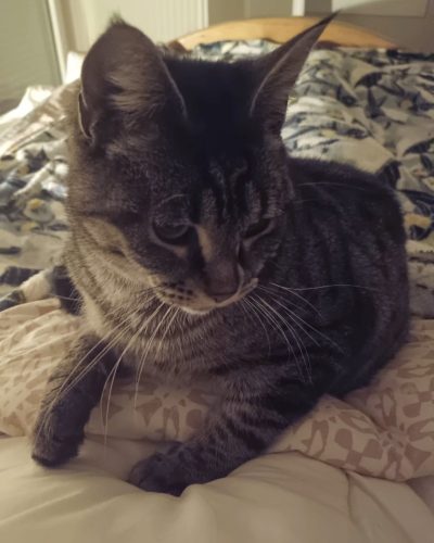 praline-adoption-responsable-lorient