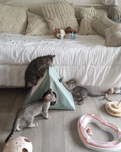soho-chaton-a-adopter-a-lorient